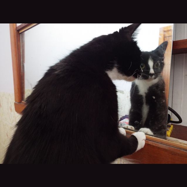Halo and Panda -Dynamic Duo! - Female Domestic Short Hair Cat in VIC - PetRescue Halo and Panda -Dynamic Duo! - Female Domestic Short Hair Cat in VIC - PetRescue