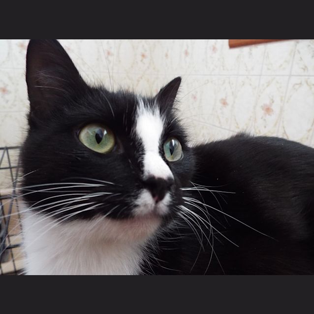 Halo and Panda -Dynamic Duo! - Female Domestic Short Hair Cat in VIC - PetRescue Halo and Panda -Dynamic Duo! - Female Domestic Short Hair Cat in VIC - PetRescue