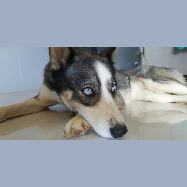 Hazel - Medium Female Dingo x Siberian Husky Mix Dog in WA - PetRescue Hazel - Medium Female Dingo x Siberian Husky Mix Dog in WA - PetRescue