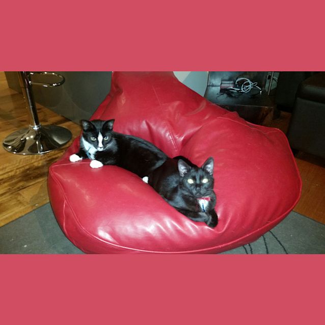 Halo and Panda -Dynamic Duo! - Female Domestic Short Hair Cat in VIC - PetRescue Halo and Panda -Dynamic Duo! - Female Domestic Short Hair Cat in VIC - PetRescue