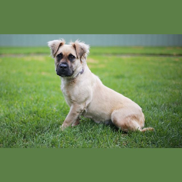 Bella - Golden Retriever x Staffordshire Bull Terrier Mix Dog in VIC PetRescue