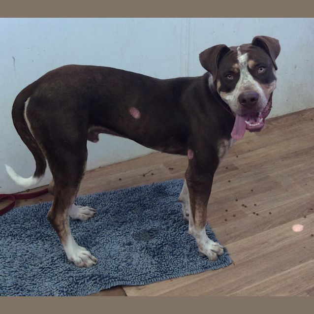 Riddick - Large Male German Shorthaired Pointer x Rottweiler Mix Dog in QLD  - PetRescue