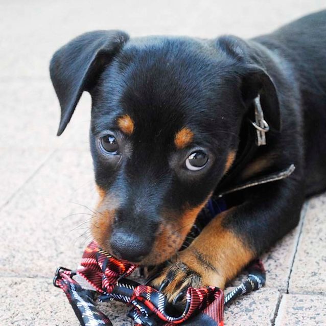 Saphira ~ female JR x Rotti puppy (on trial 19/03 - Small Female Jack  Russell Terrier x Rottweiler Mix Dog in NSW - PetRescue