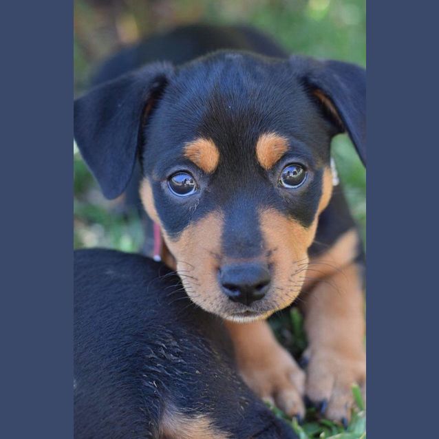 Vespa ~Jack Russell x Rotti (on trial 26/02/17) - Small Female Jack Russell  Terrier x Rottweiler Mix Dog in NSW - PetRescue