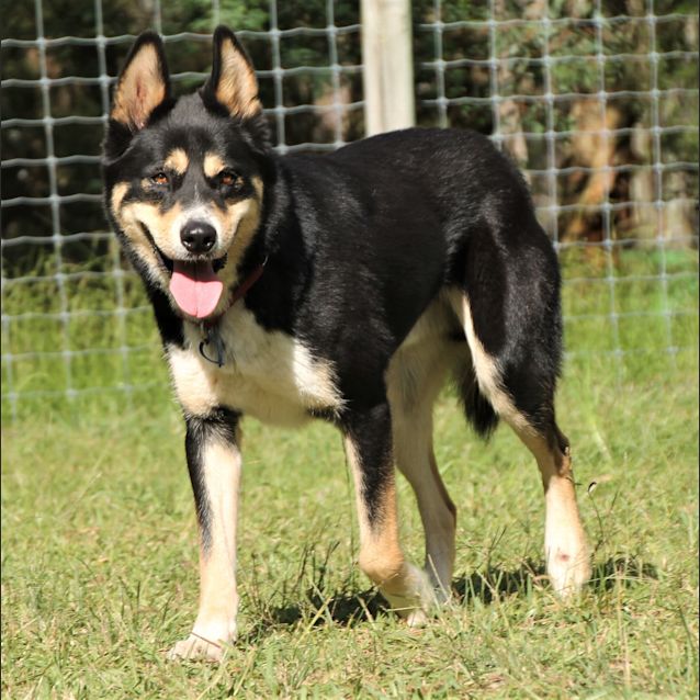 Diego ~ Husky x Kelpie ~ On Trial 18/8/17 - Medium Male Kelpie x ...