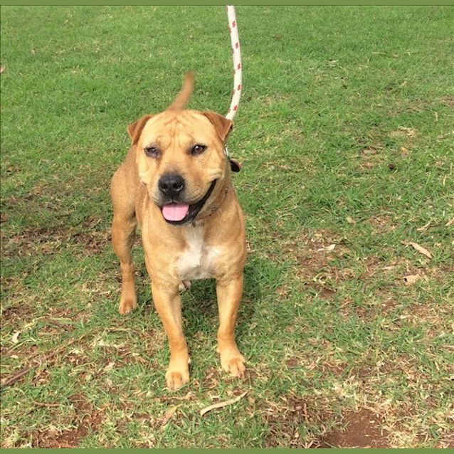 Lula - Medium Female Shar x Staffordshire Terrier Mix Dog in QLD - PetRescue