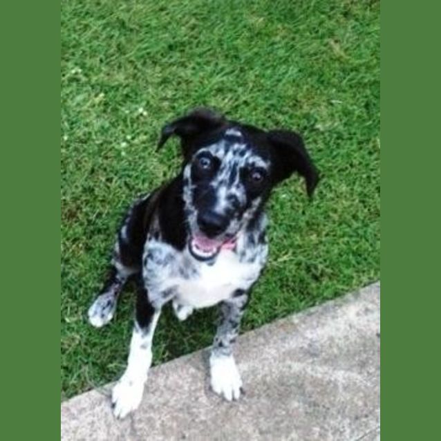 Tinki Medium Female Australian Cattle Dog X Louisiana Catahoula Leopard Dog Mix Dog In Qld Petrescue