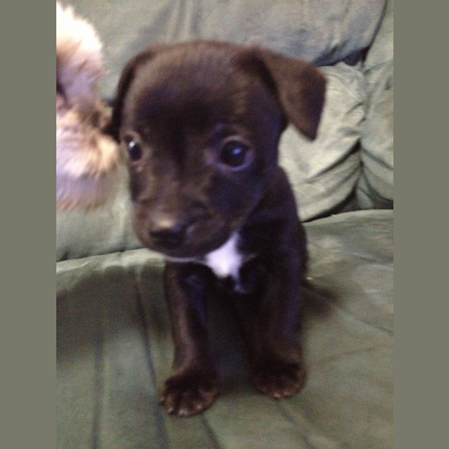 Jack Russell x Miniature Pinscher x Small Male Jack Russell Terrier x