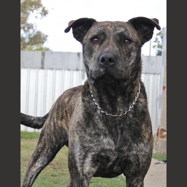 Rocky Large Male Bullmastiff x Great Dane x Staffy Mix Dog in NSW PetRescue