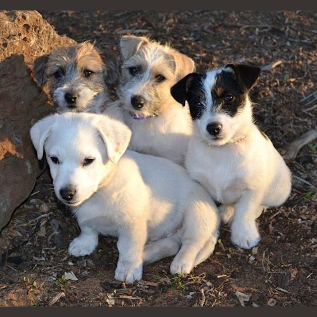 Brandy *On Trial in Her New Home* Small Female Maltese x Jack Russell Terrier Mix Dog in VIC