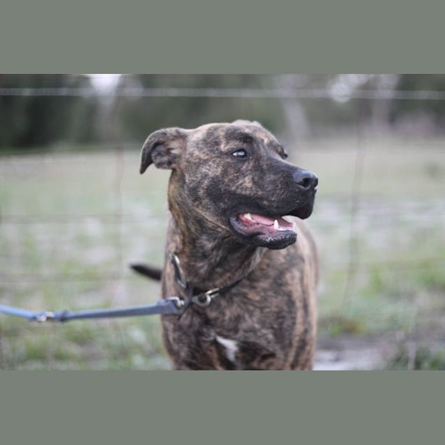 Adoption Pending *** Chopper Medium Male Staffy x Golden Retriever Dog in WA PetRescue