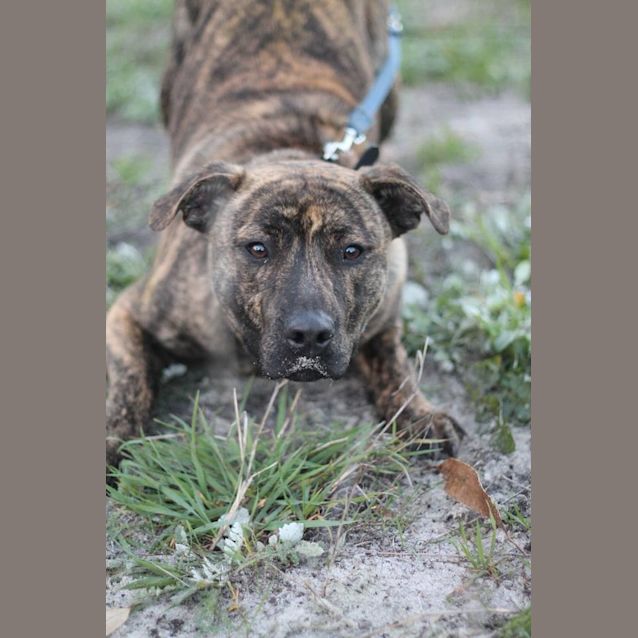 Adoption Pending *** Chopper Medium Male Staffy x Golden Retriever Dog in WA PetRescue