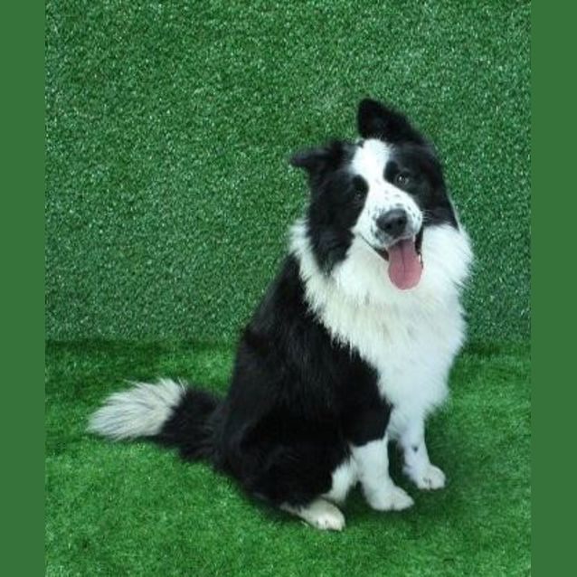 smøre Editor Forventer Lois - Large Male Border Collie x Samoyed Mix Dog in QLD - PetRescue