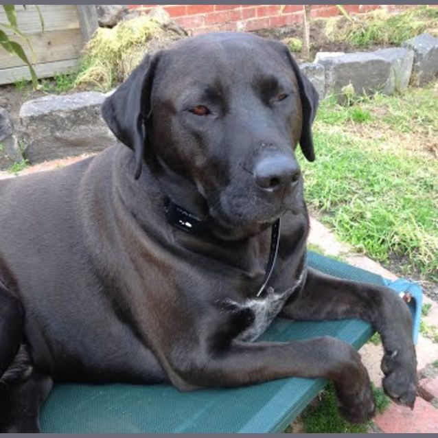 Photo of Shadow