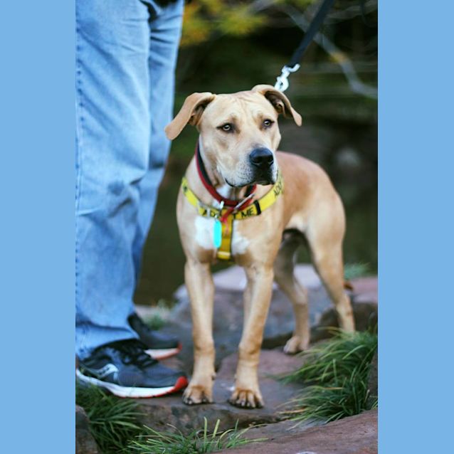 Photo of Brodie " Pet Of The Month $195"