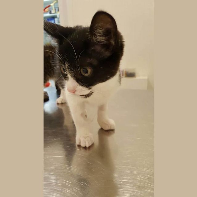 Photo of Sapphire (Located In Doncaster)
