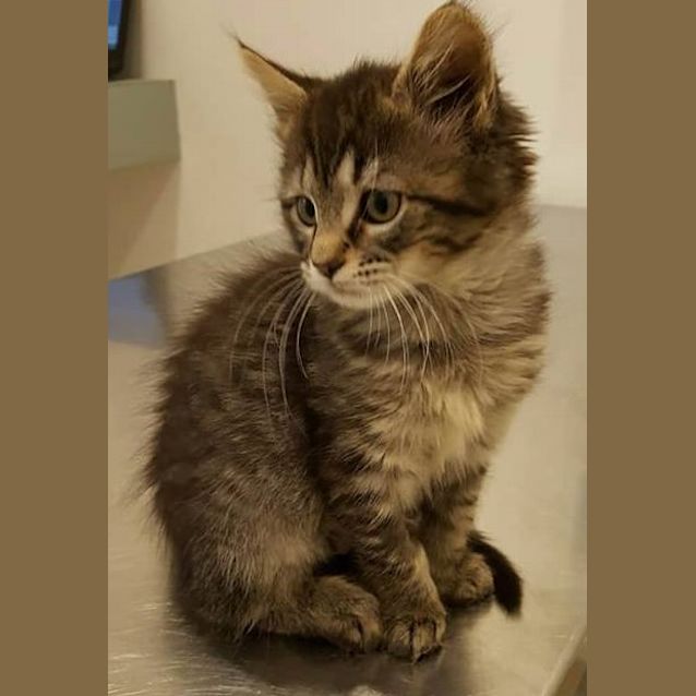 Photo of Ruby (Meet Me At Vets On Parker   Templestowe)