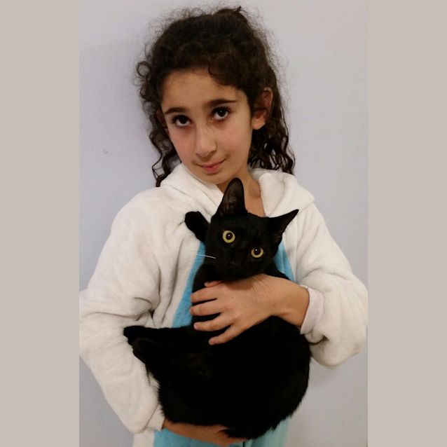 Photo of Harley (To Be Adopted With His Sister Missy)