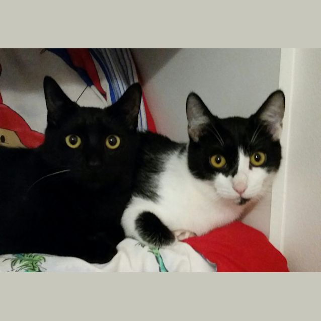 Photo of Missy (To Be Adopted With Her Brother Harley)