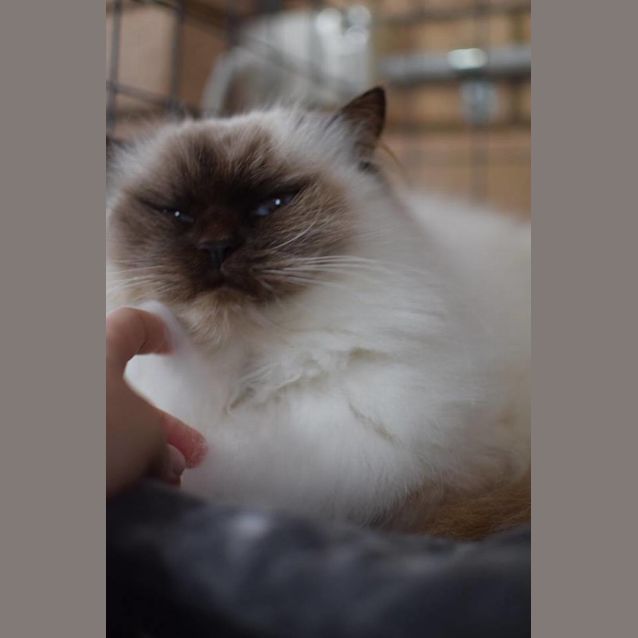 Photo of Honey