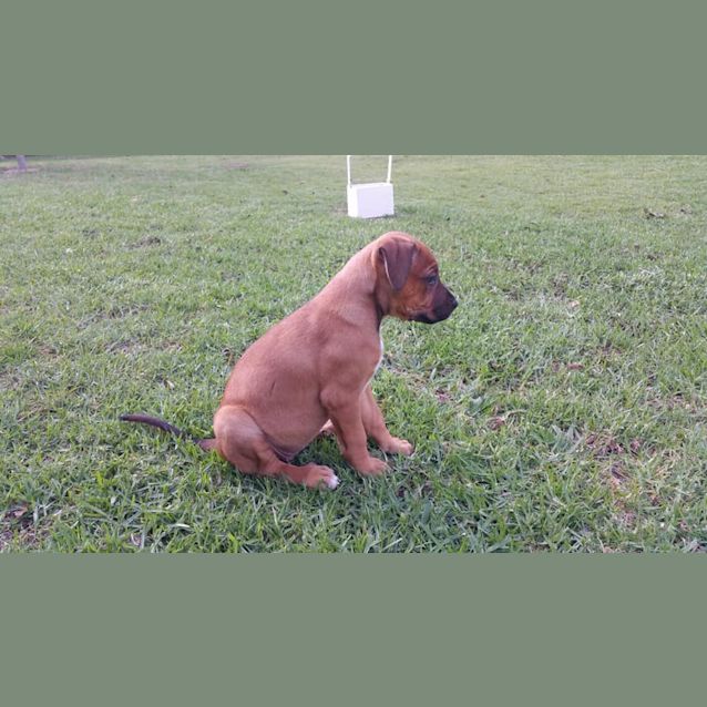Photo of Jazzy 