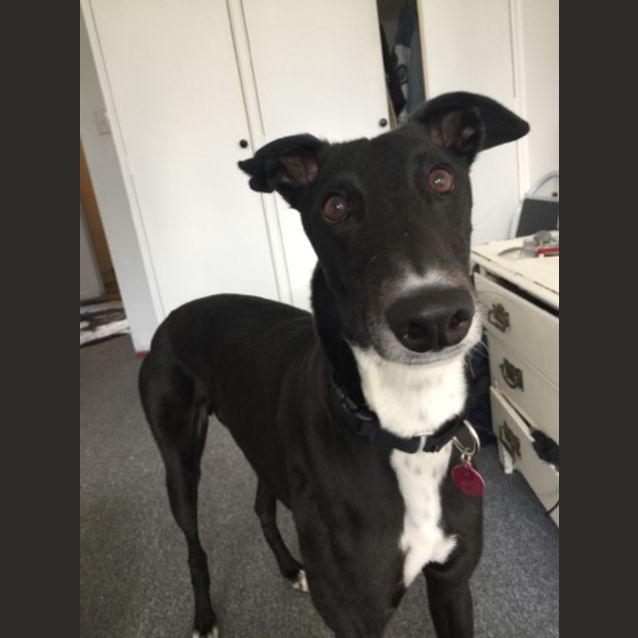 Photo of “Spot”, Just Chillin’. Melbourne