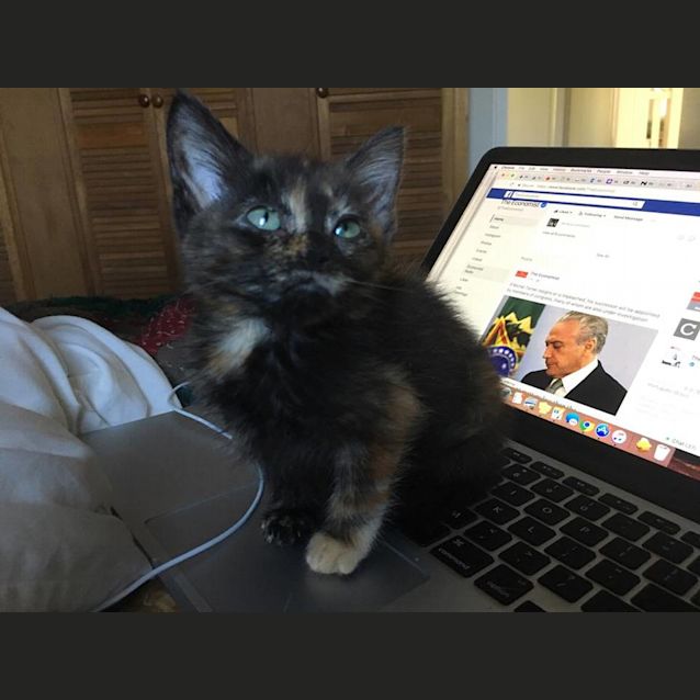 Photo of Ariel **Adoption Pending**