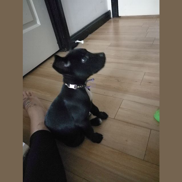 Photo of Betty   Will Be At Rspca Big Adopt Out