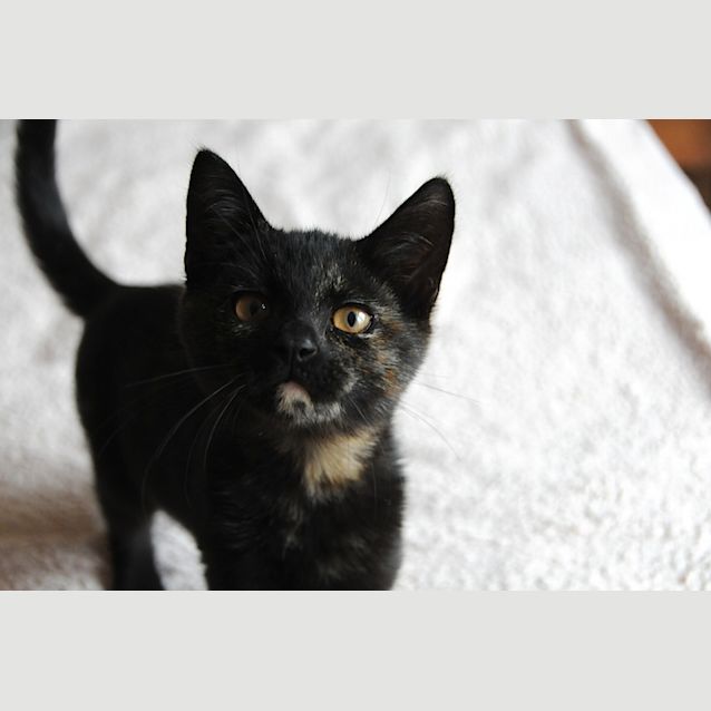 Photo of Jasmine 💞  Adorable Tortitude Kitten