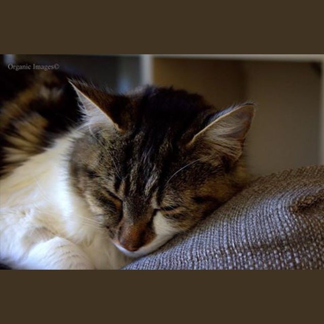 Photo of Iris