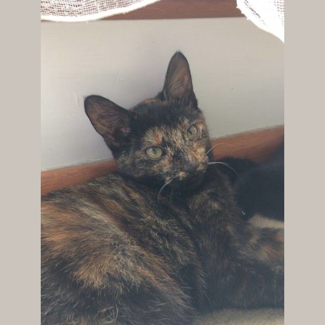 Photo of Persephone