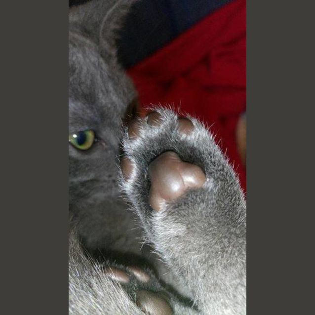 Photo of Frankie