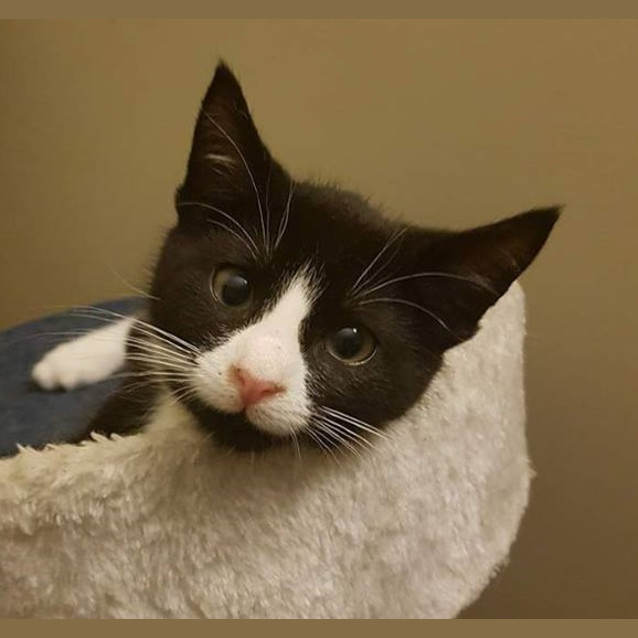 Photo of Frankie (Templestowe)