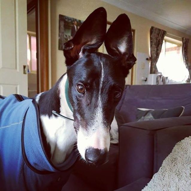 Photo of Billy **Adopted**