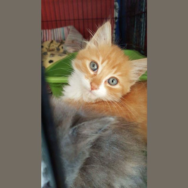 Photo of Sultan 