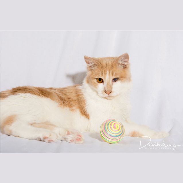 Photo of Patch 