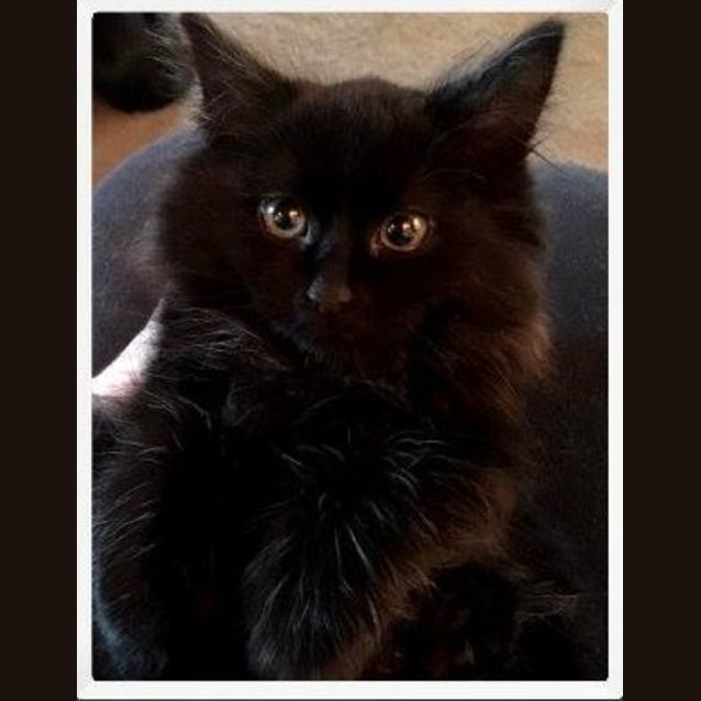 Photo of Prince