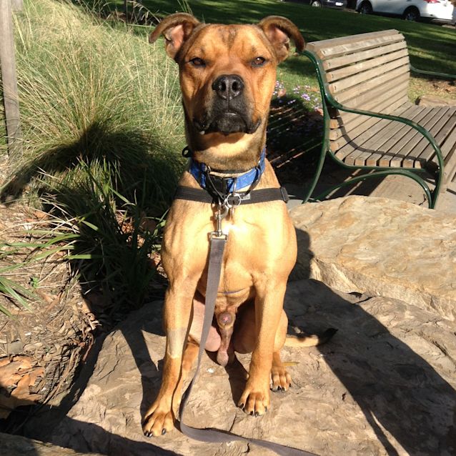 Photo of Thor