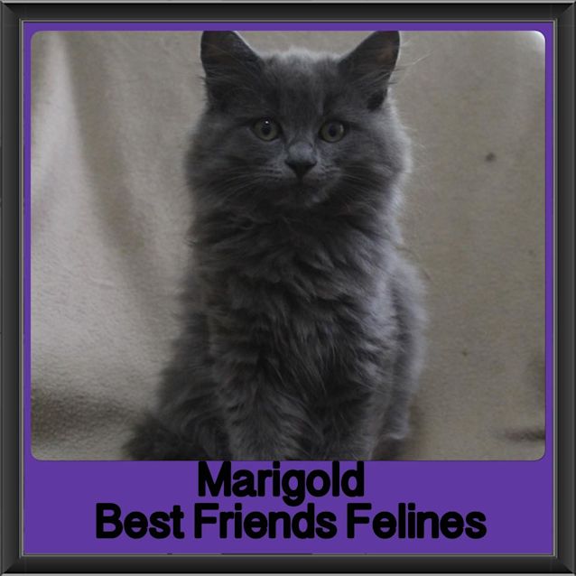 Photo of Marigold