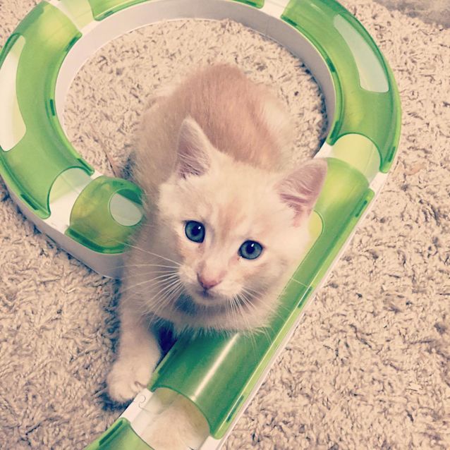 Photo of Marmalade