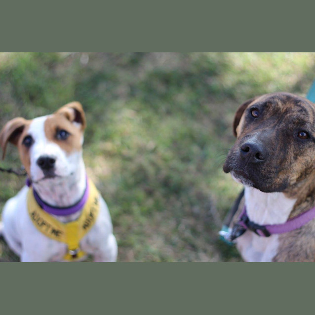 Photo of Izzy *Pet Of The Month $150*