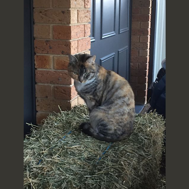 Photo of Penny @ The Pet House, Tuggerah