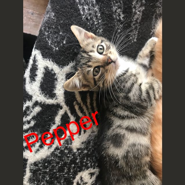 Photo of Pepper