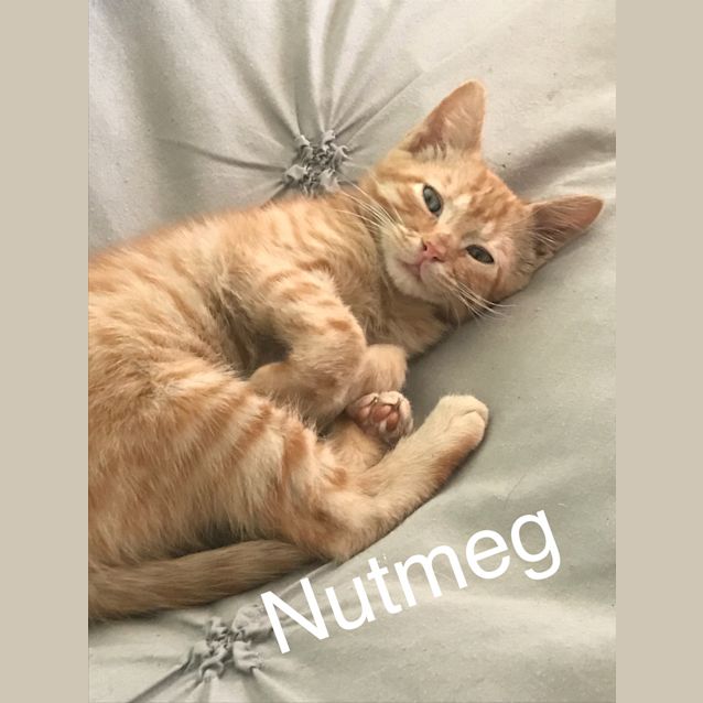 Photo of Nutmeg 