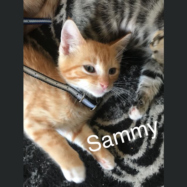 Photo of Sammy