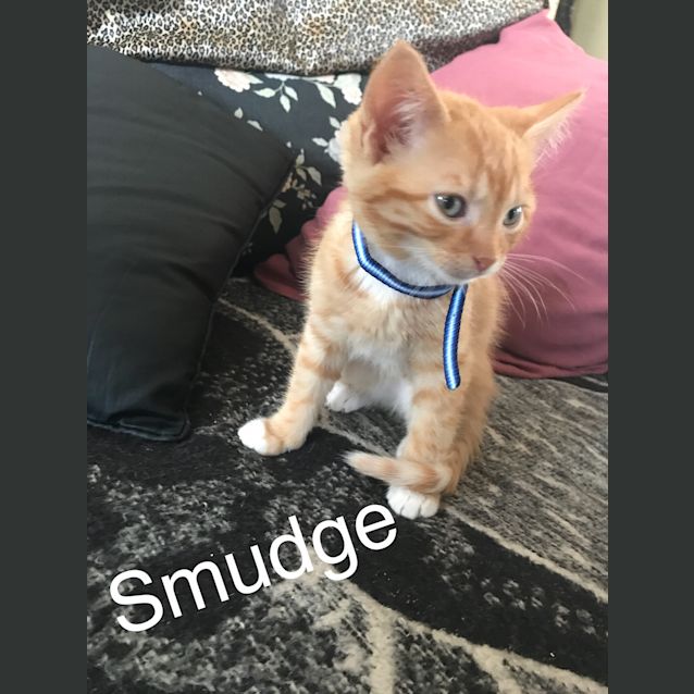 Photo of Smudge