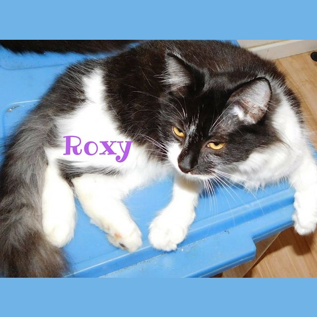 Photo of Roxy
