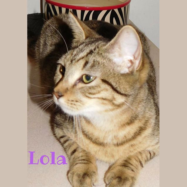 Photo of Lola