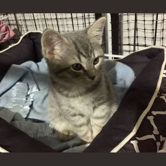 Photo of Greyble