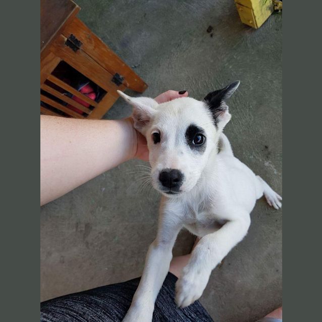 Photo of Patches